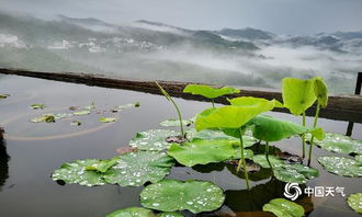 雨后美景的古诗句子