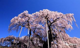 写樱花最出名的古诗句