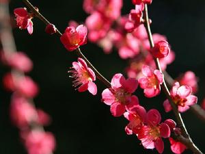 梅花的寓意和关于梅花诗句