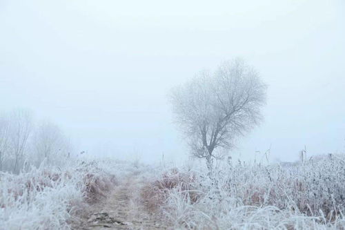 关于雪竹的诗句,关于风和雪的诗句古诗词,关于梅花和雪的诗句古诗词