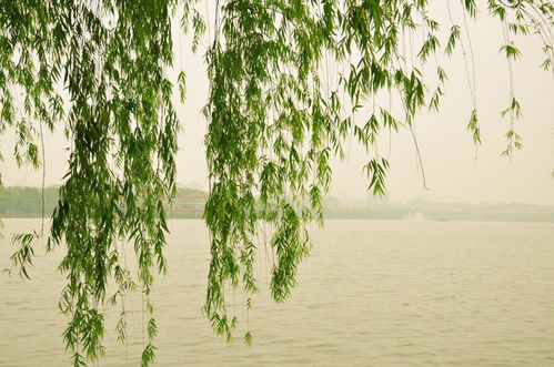 寫夏季雨的古詩句,夏季雨的詩句古詩,描寫夏季雨的古詩