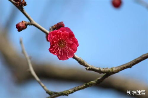 关于梅花的诗句古诗大全,描写梅花的诗句古诗大全,小学关于梅花的诗句古诗大全