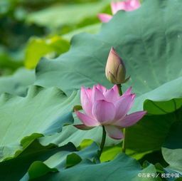 夏天的诗句古诗大全小学生