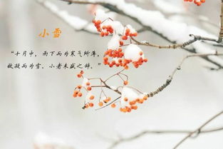 白居易关于小雪的诗句