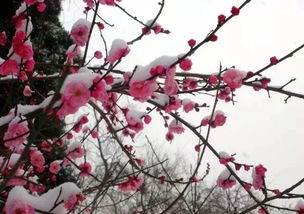 腊梅,诗句,大雪