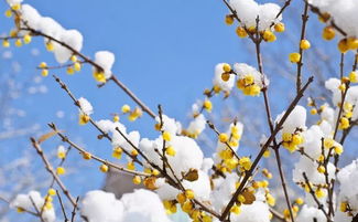 大雪和腊梅的古诗句