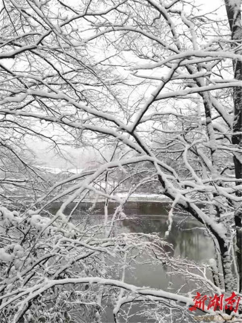 家乡的雪的诗句古诗