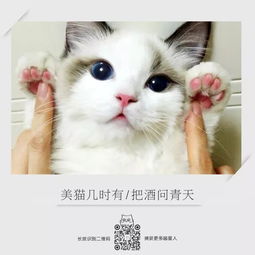 猫的古诗句