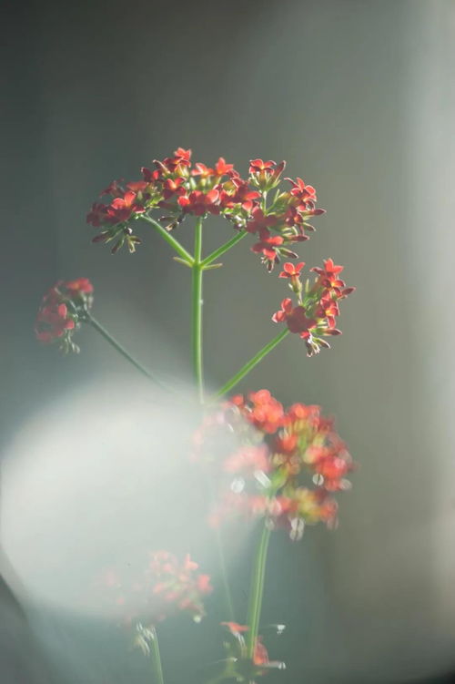 风花雨月的诗句古诗