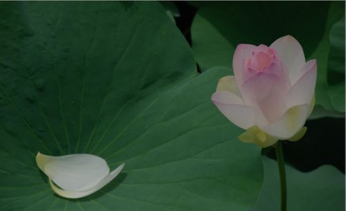 关于荷花花的诗句古诗大全,描写荷花花的诗句古诗,关于赞美荷花的诗句