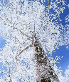 关于雪中情的诗句