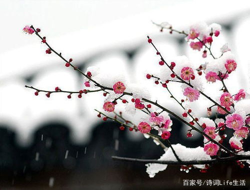 带有梅花的诗句古诗词,带有梅花的诗句古诗大全,有关梅花的诗句古诗