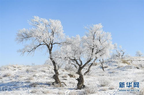 白雪皑皑的原野古诗,白雪皑皑的诗句古诗,描写白雪皑皑的古诗