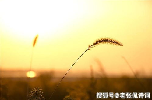 思乡,古诗,秋日,诗句