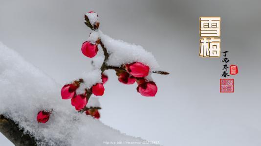 雪梅古诗一句一句的翻译,雪梅古诗的意思一句一句的翻译,雪梅古诗的全部翻译