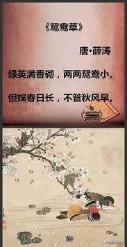 诗句,优美,成长,生命