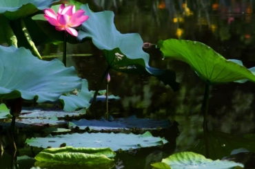 赞美扬州的诗句古诗词,赞美秋雨的诗句古诗词,赞美风景的诗句古诗词