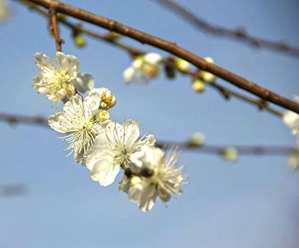 关于白花山碧桃的诗句