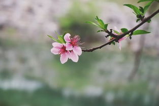 古诗句人间芳菲四月天