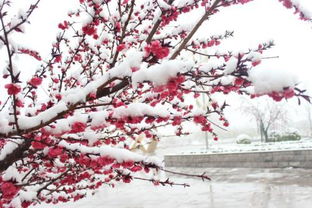 形容三月桃花雪的古诗句