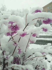 描写五月飞雪的古诗句