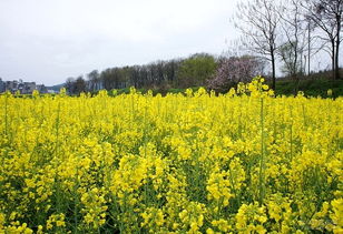 油菜花,诗句