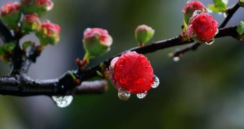 描写雨的十首古诗句