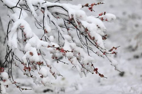 有关描写雪诗句古诗大全