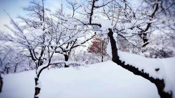 描写雪的雪景的诗句古诗