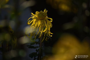 菊花的菊花的诗句古诗大全