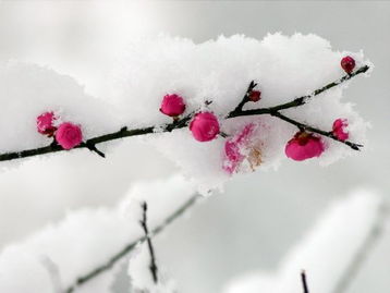 关于雪梅的诗句古诗大全,描写雪梅的诗句古诗,古诗雪梅的意思和诗句解释