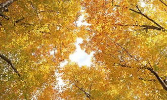 环境描写开头借物抒情800字作文