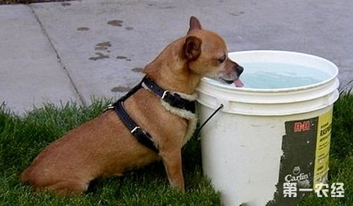 宠物饲养的误区(狸花猫饲养的误区)