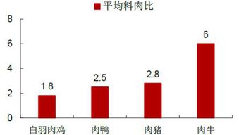 中国肉鸡行业投资分析报告怎么写(公司月度财务分析报告怎么写)