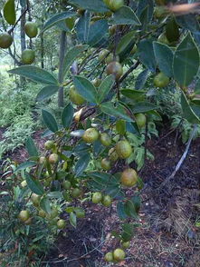 油茶种植可行性报告(油茶种植可行性报告)