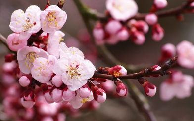 仿写桃花作文开头