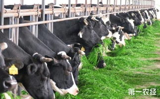 畜牧(畜牧实习总结)