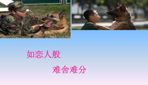 《军犬黑子》教案(军犬黑子教案)