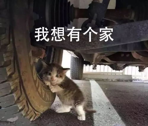 写喜欢猫作文的开头