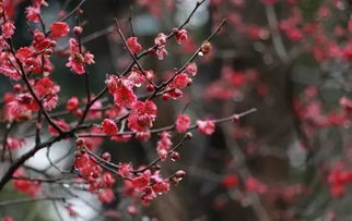 红梅花作文开头