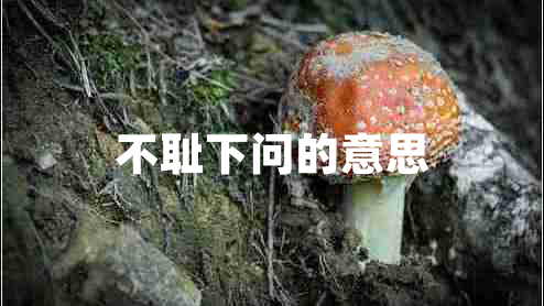 不耻下问的意思