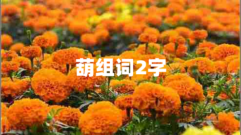 葫组词2字