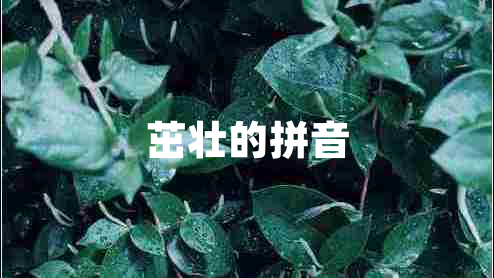 茁壮的拼音