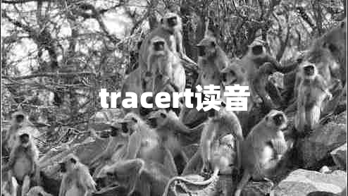 tracert读音