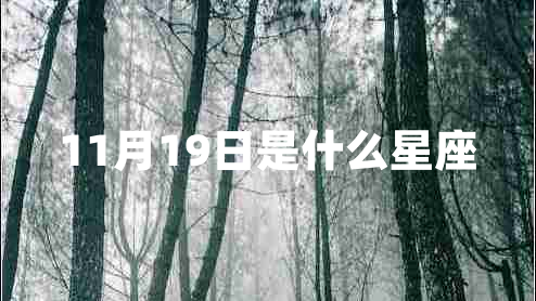 11月19日是什么星座