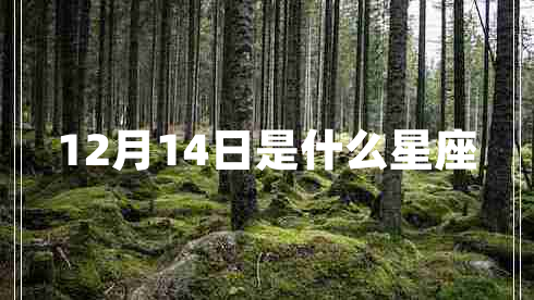 12月14日是什么星座