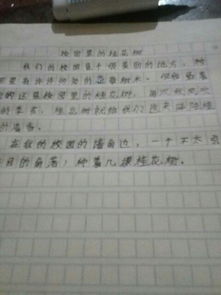 校园里的桂花怎么写作文