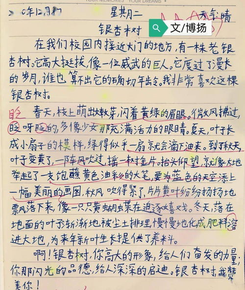 校园里的白果树三百字作文