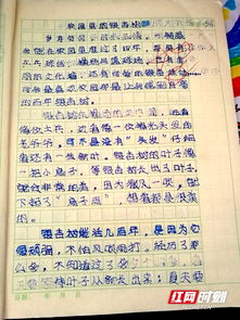 小学生作文校园的银杏树300