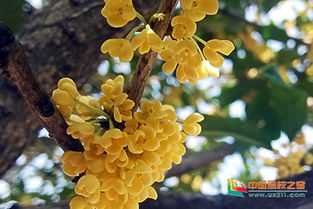 校园桂花开了一段话,校园桂花开读后感,校园桂花开了